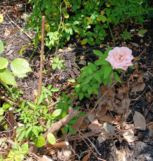 After this Phytophthora-infected rose bush was treated with Marshall Grain's recommended program, it began to produce new healthy growth.