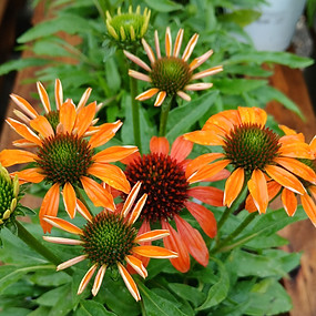 coneflower_132343-x.jpg