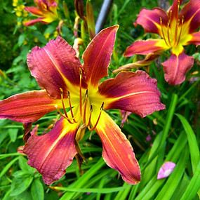 daylily-634583.jpg