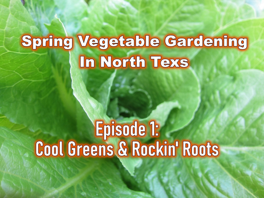 Spring Vegetable Gardening in North Texas Marshall Grain Co.