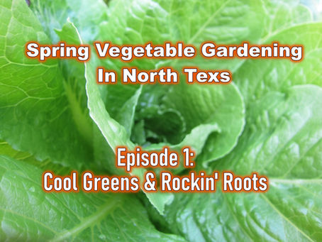 Cool Greens & Rockin' Roots: Spring Vegetable Gardening in North Texas