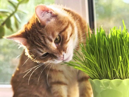 SHOULD I GIVE MY CAT WHEATGRASS OR CAT GRASS?