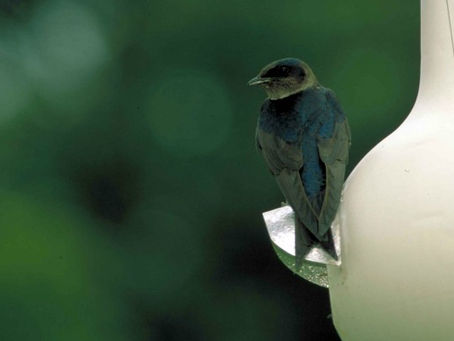 RAISING THE BAR ON ATTRACTING PURPLE MARTINS: