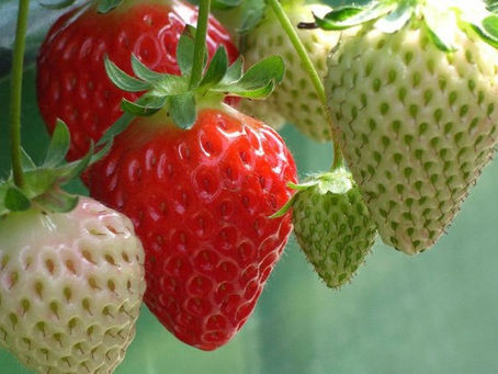 WHEN TO PLANT STRAWBERRIES IN TEXAS