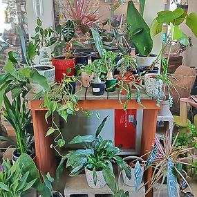houseplants_f47-x.jpg