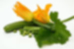 Zucchini squash