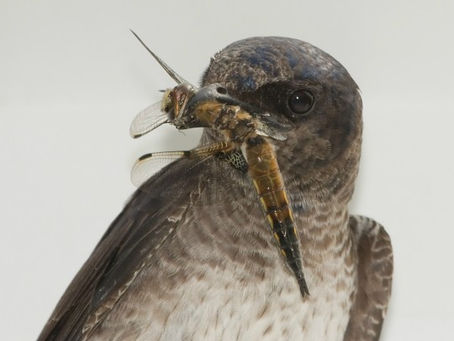 HELPING THE HOMELESS: HOW TO ATTRACT PURPLE MARTINS