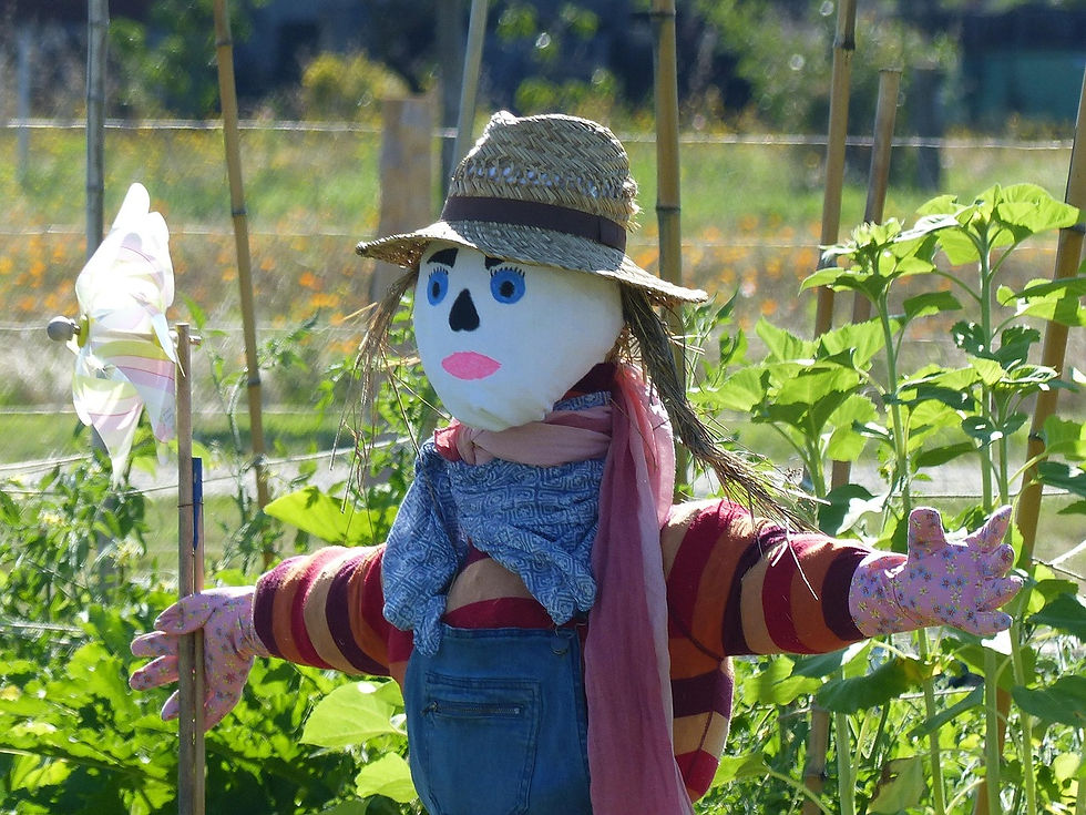 Organic Vegetable Gardening for Fall & Winter in North Texas