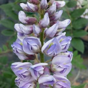 Texas-native-wisteria_Wisteria frutescens.png