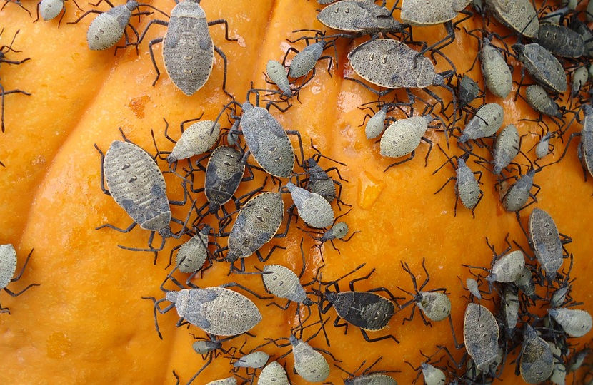 squash-bugs-902493.jpg
