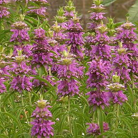 monarda_bee-balm.png