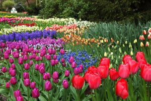 3 EASY STEPS TO PLANTING FALL BULBS