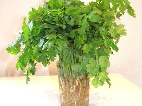How to Grow Cilantro (Coriander)