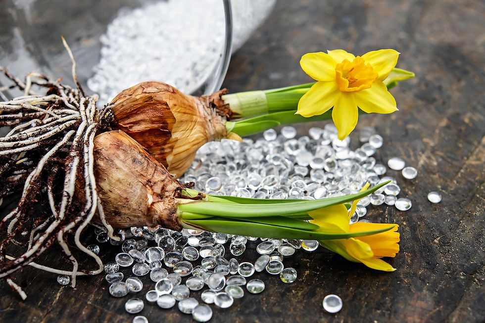 two daffodil bulbs on a table with clear glass beads