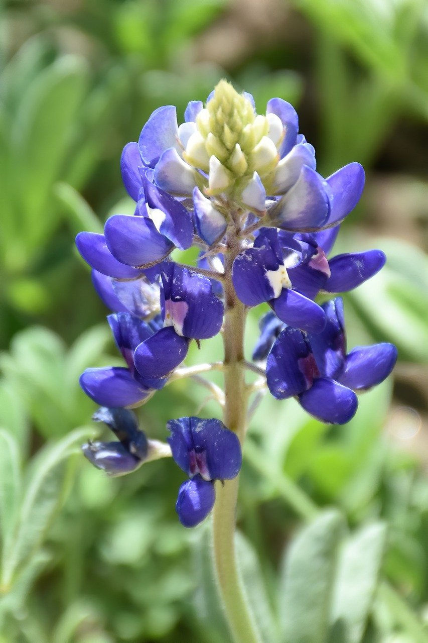 Texas Native Plant Week Celebration