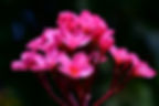 Pink Plumeria (Frangipani)