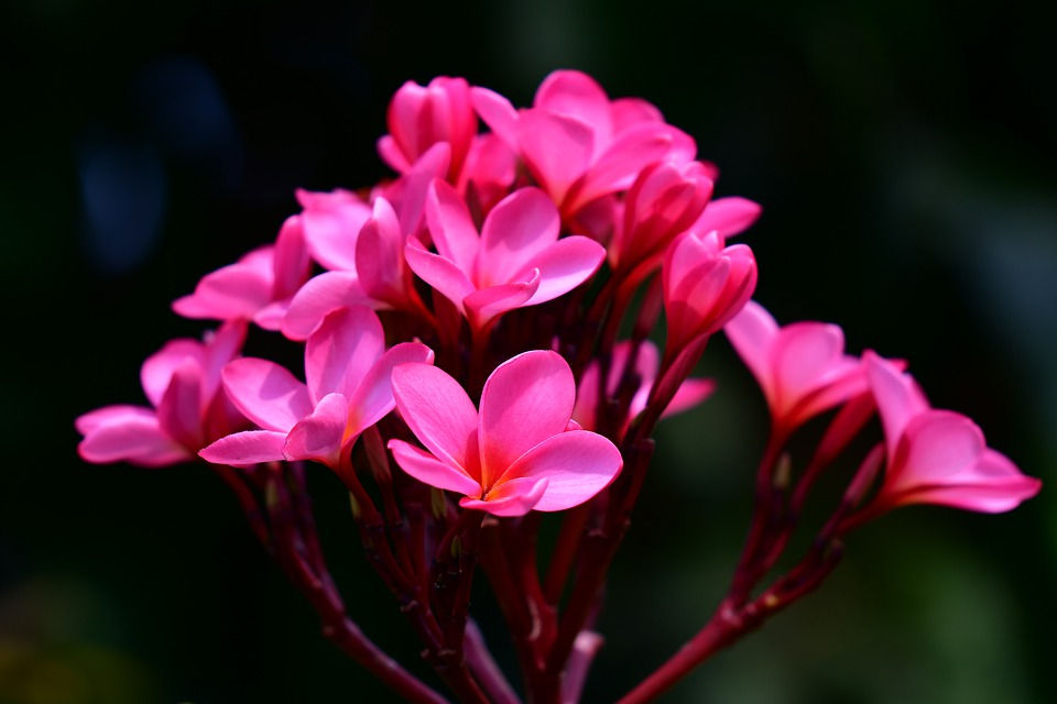 Plumerias Brighten Your Home Inside and Out