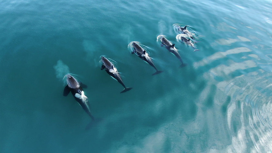 orca+family.jpeg
