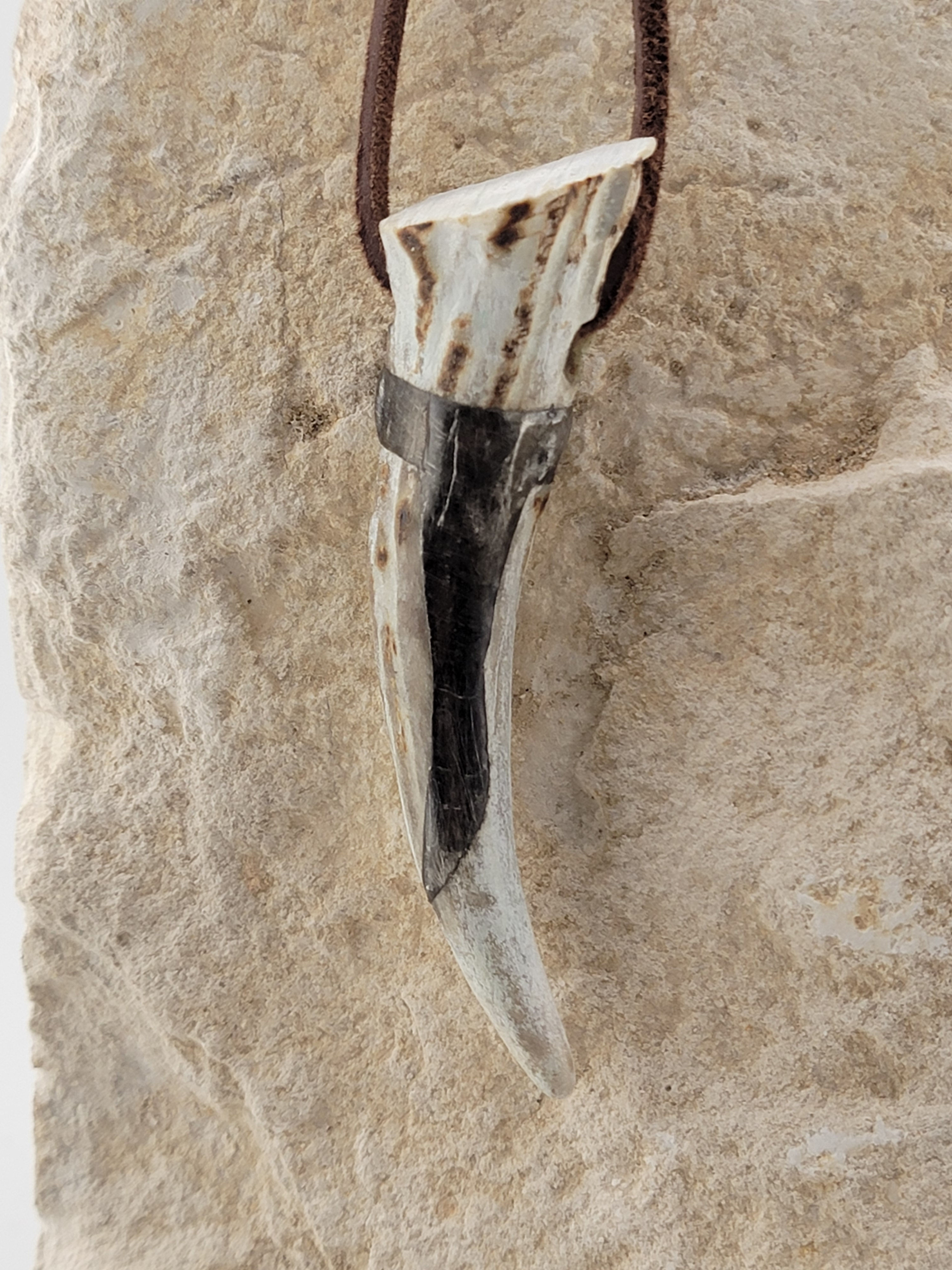 3 1/4" Antler Shed Necklace w silver accents