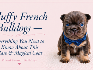 Fluffy French Bulldog puppy — Miami French Bulldogs
