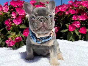 By Dalia Amar | Miami French Bulldogs | AKC Registered Breeder | 10+ Years Experience.