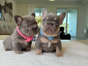 By Dalia Amar | Miami French Bulldogs | AKC Registered Breeder | 10+ Years Experience.