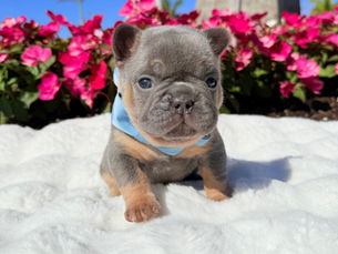 Blue French Bulldog puppy with pink flowers — Miami French Bulldogs South Florida
