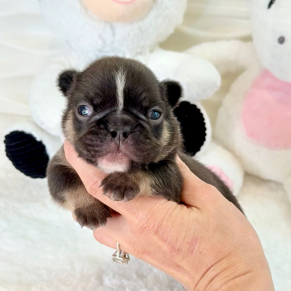 Chase black and tan ma frenchbulldog puppy.jpeg-1.jpeg
