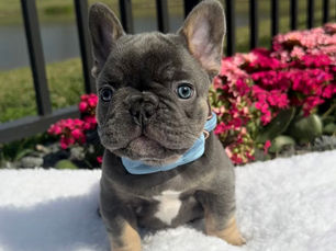 Blue French Bulldog puppy with pink flowers — Miami French Bulldogs South Florida