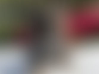 Why French Bulldogs Are the Perfect Family Dog.