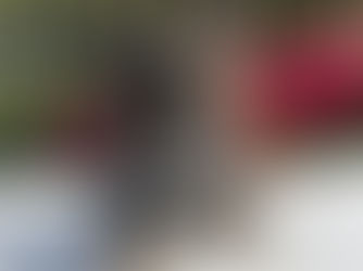 Blue French Bulldog puppy with pink flowers — Miami French Bulldogs South Florida