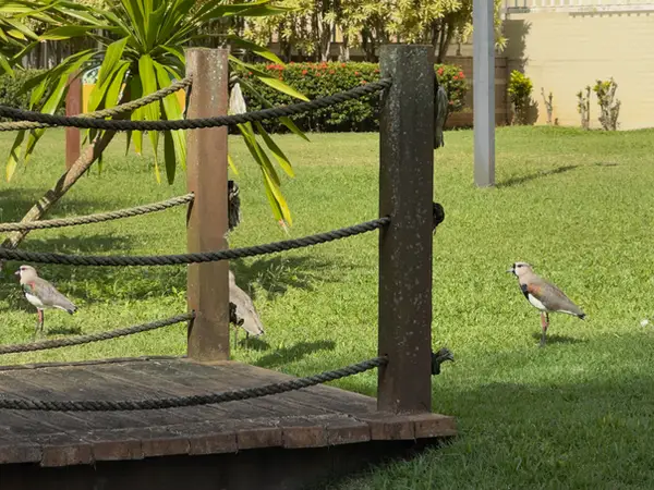 Jardim compartilhado (PI) do Módulo 07 da Riviera de São Lourenço, usado pelo Edifício Eco Beach