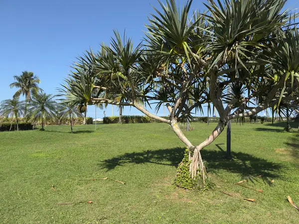 Jardim compartilhado (PI) do Módulo 07 da Riviera de São Lourenço, usado pelo Edifício Eco Beach