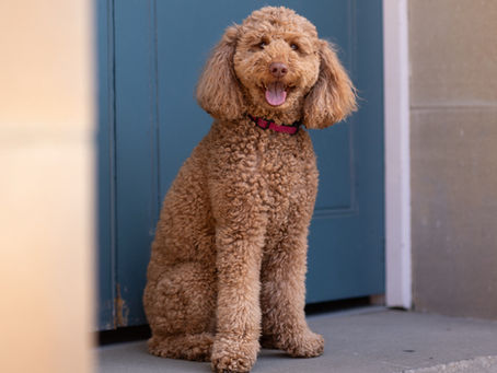 Animal Assisted Speech Pathology Services