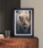 Thumbnail: Story of the White Buffalo