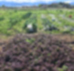 Beautiful View at Grow Girl Organics Farm