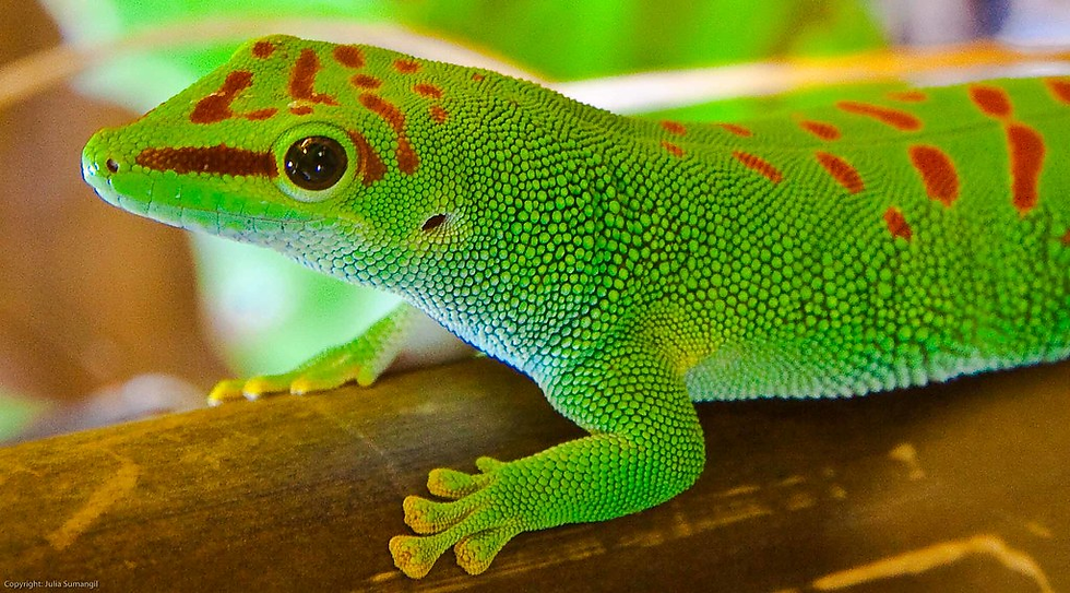 Madagascar