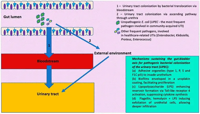 Schematic representation of the mechanisms involved in urinary tract colonization (UPEC)