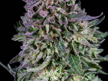 Candy Fumez is a slightly indica dominant hybrid strain (60% indica/40% sativa) created through crossing the delicious Zkittlez X Sherbanger strains.