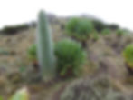 DSCF4465