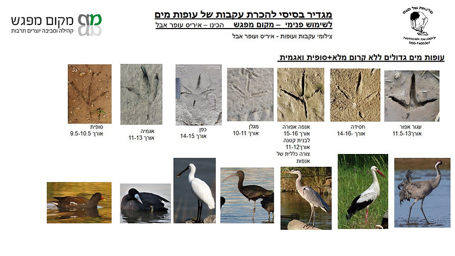 שקופית1.JPG
