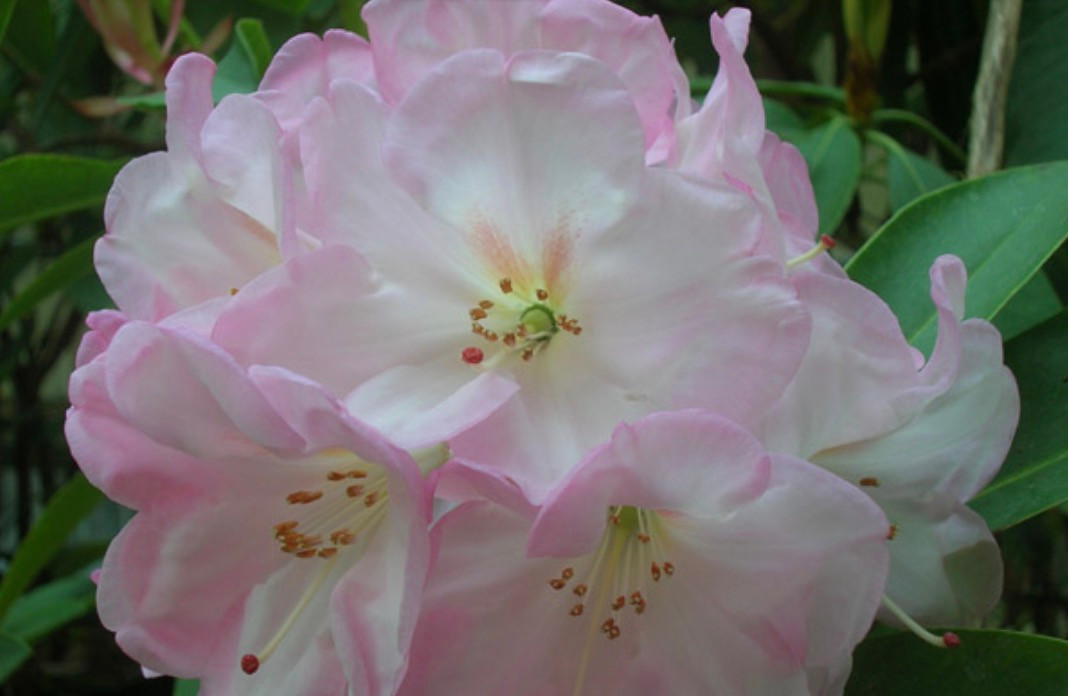 Rhododendrons By Name - T-U-V | Chimacum Woods Rhododendron Nursery
