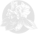 Chimacum Woods Logo lighter.png