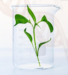 plant lab experiment pixabay-5607399_1920.jpg