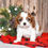 Thumbnail: Adorable Cavalier King Charles Spaniel puppy