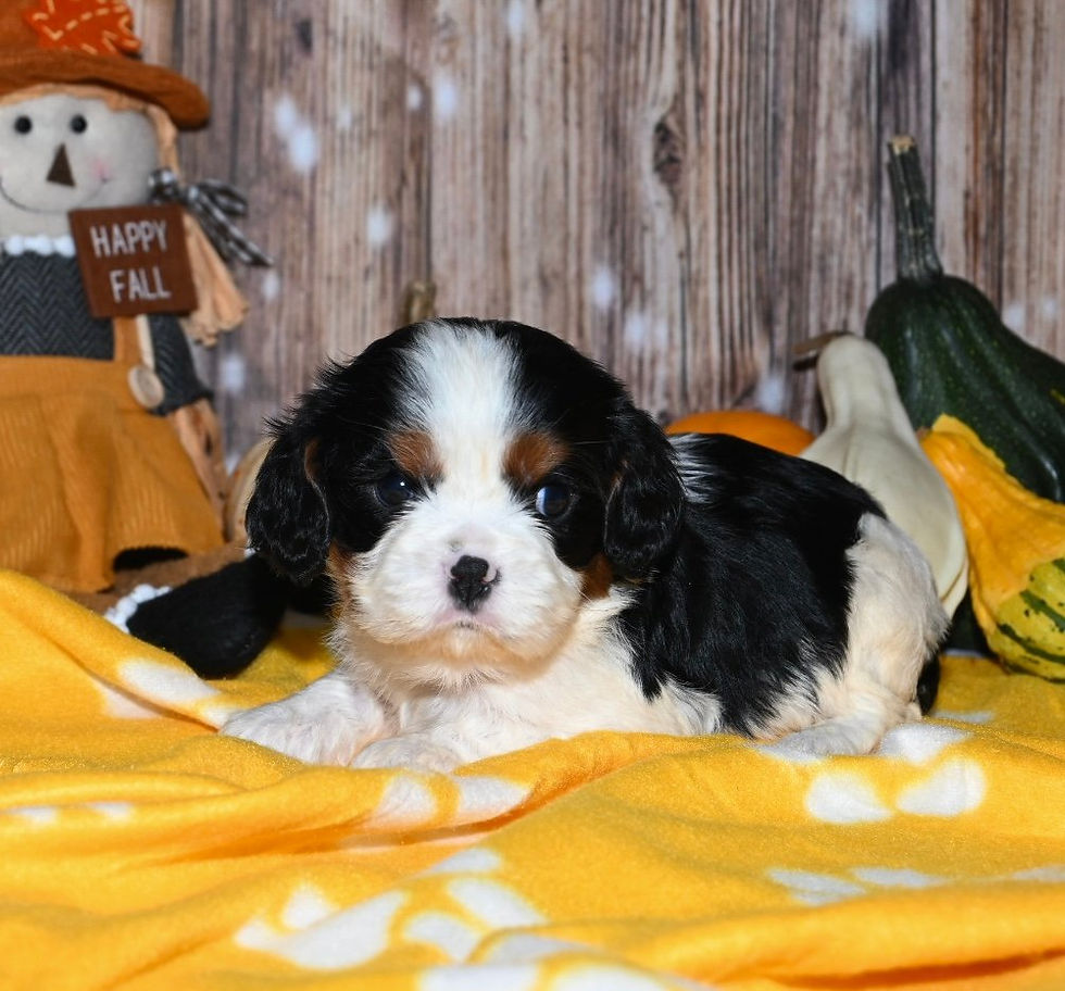 Adorable Cavalier King Charles Spaniel puppy