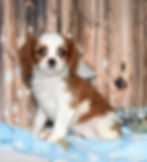 Adorable Cavalier King Charles Spaniel puppy