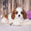 Thumbnail: Adorable Cavalier King Charles Spaniel puppy