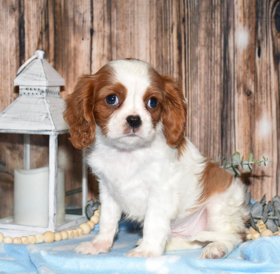 Thumbnail: Adorable Cavalier King Charles Spaniel puppy