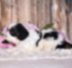 Adorable Cavalier King Charles Spaniel puppy